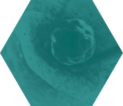 第三代试管婴儿流程-监测排卵