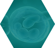 第三代试管婴儿流程-取卵取精