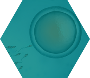 第三代试管婴儿流程-取卵取精