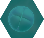 第三代试管婴儿流程-取卵取精