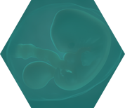 第三代试管婴儿流程-取卵取精